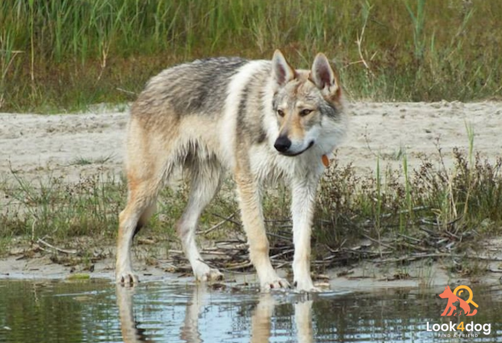 Ceskoslovensky vlcak (Wilczak czechosłowacki) - umaszczenie