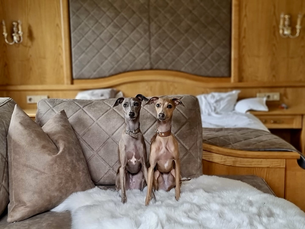 Charcik włoski - charakter, hodowla