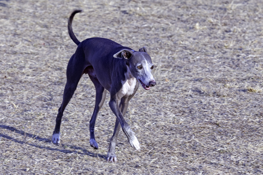 Charcik włoski - charakter