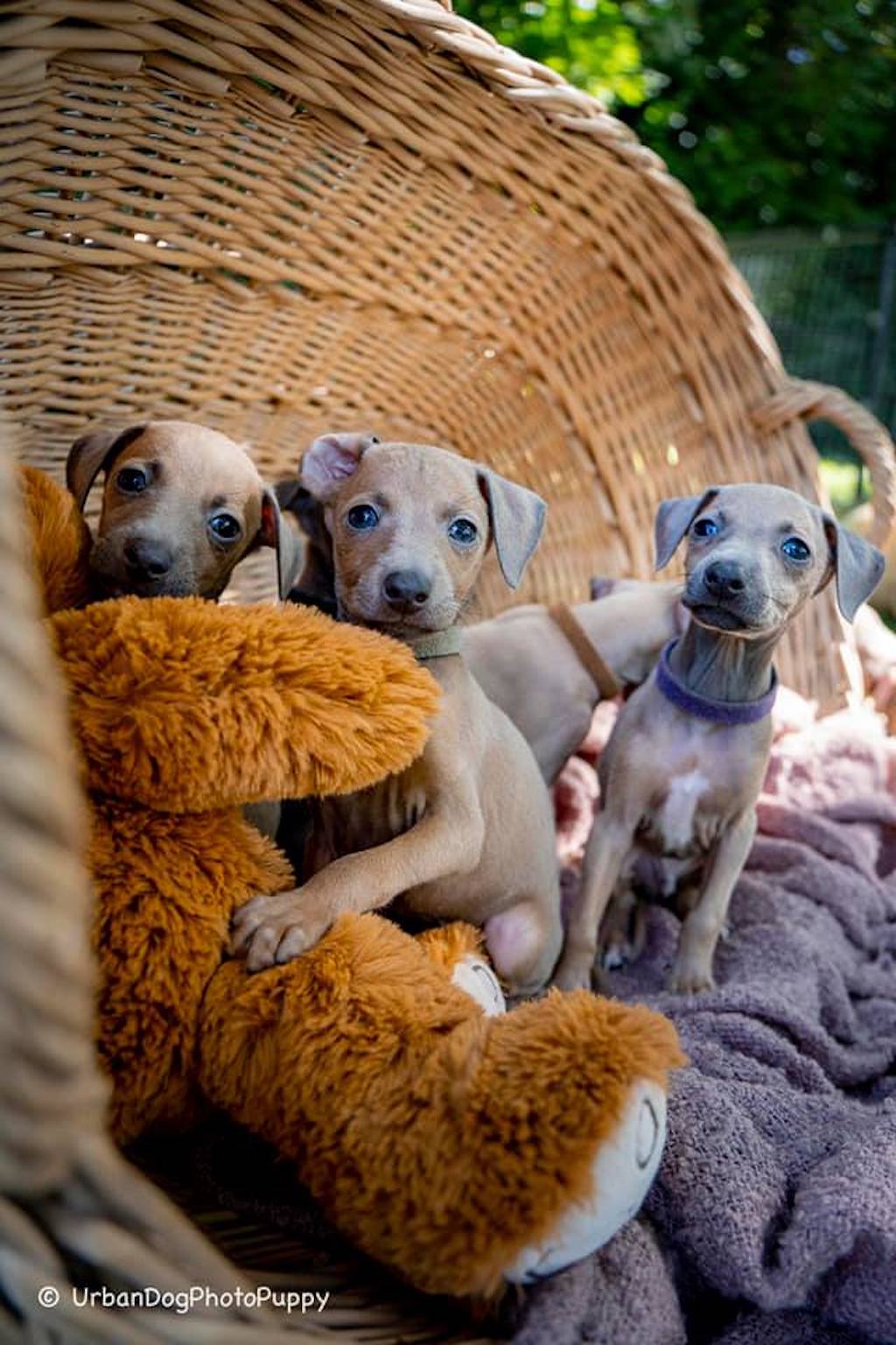 Charcik włoski - pielęgnacja