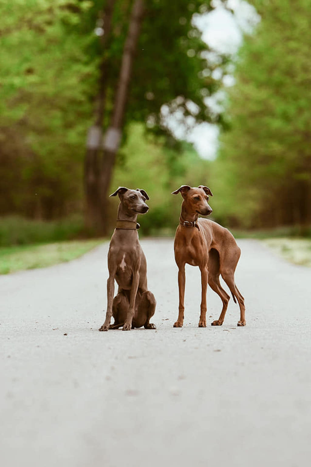 Charcik włoski - umaszczenie