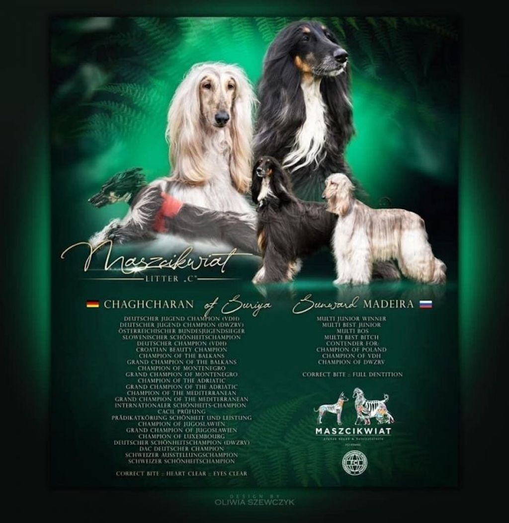 Chart Afgański - hodowla