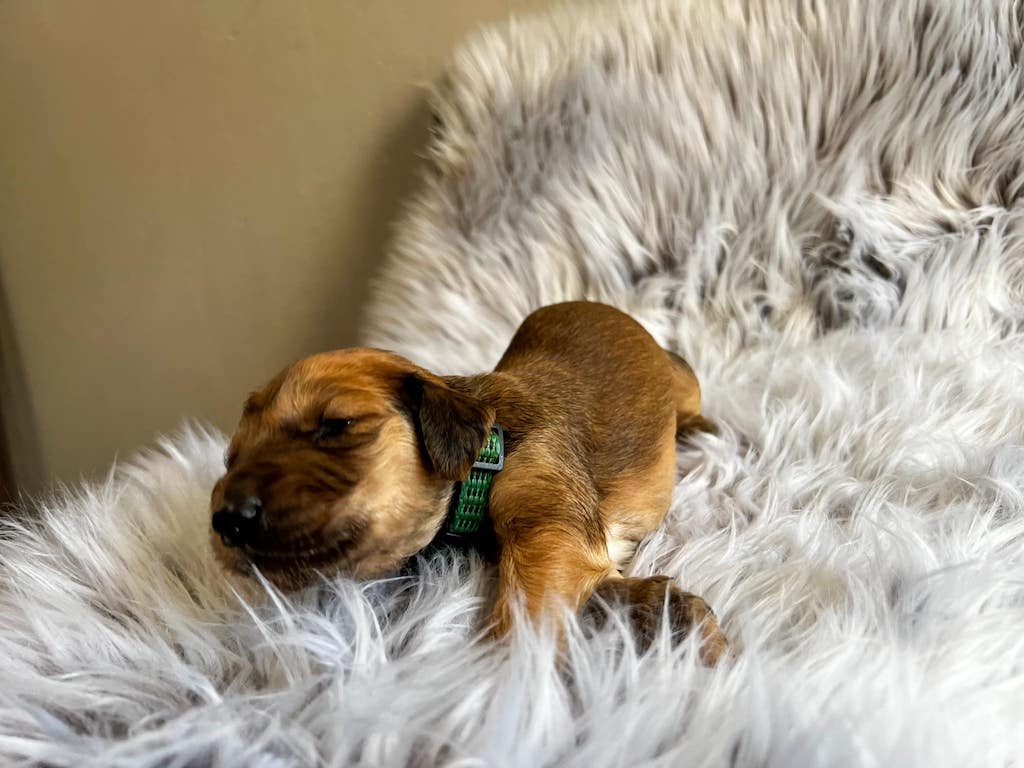 Chart Afgański - szczeniaki