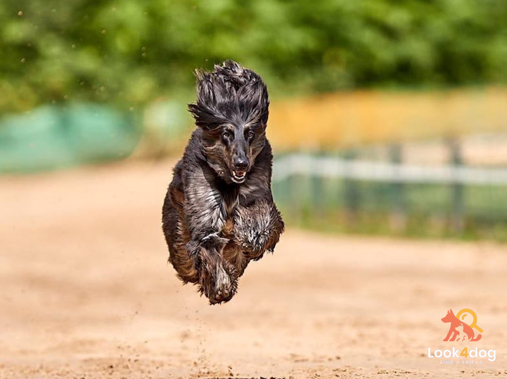 Chart afgański - charakter