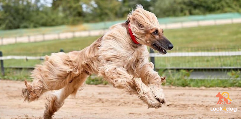 Chart afgański - pielęgnacja