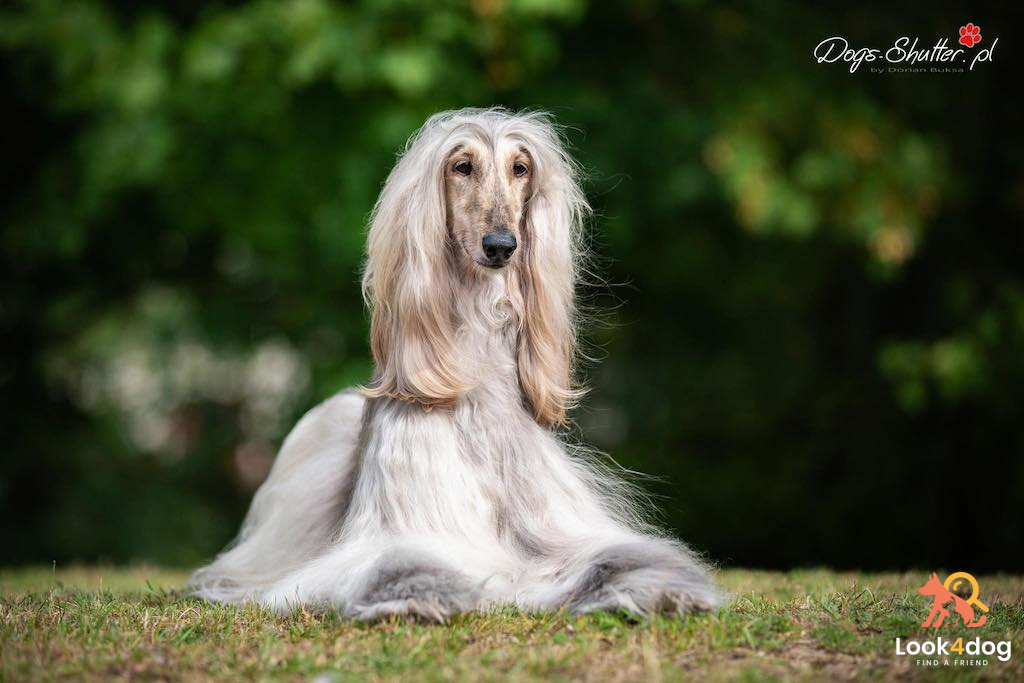 Chart afgański - umaszczenie