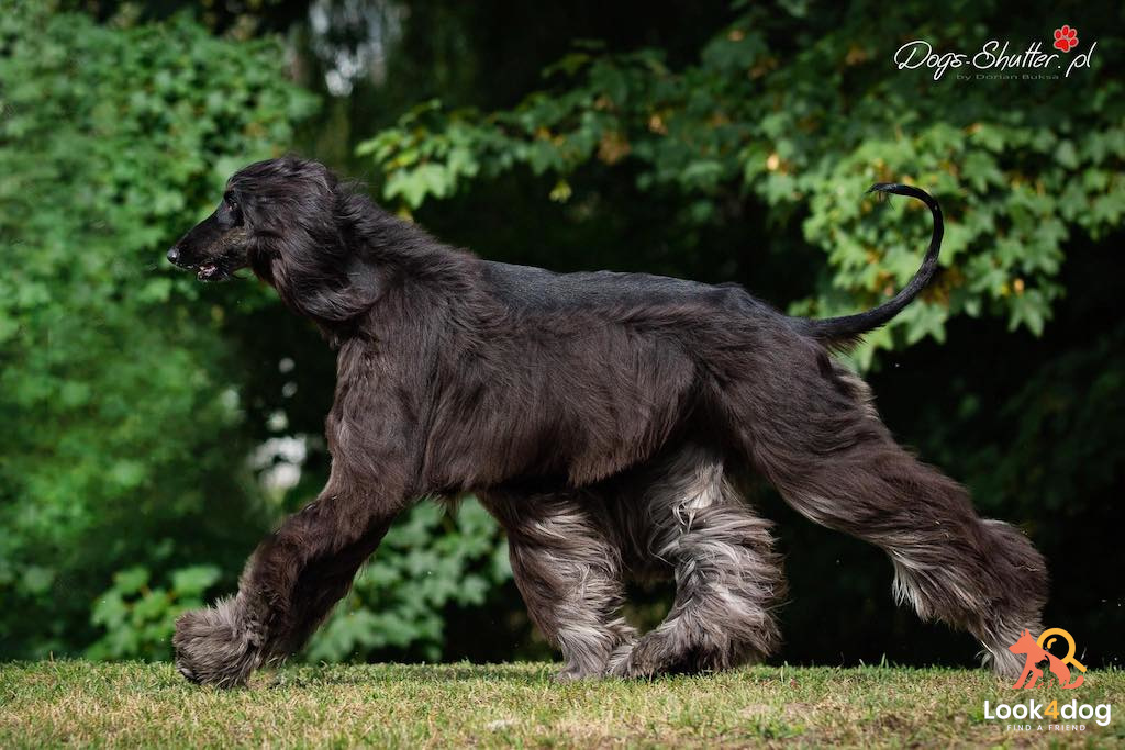 Chart afgański - żywienie