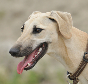 Chart arabski Sloughi - charakter