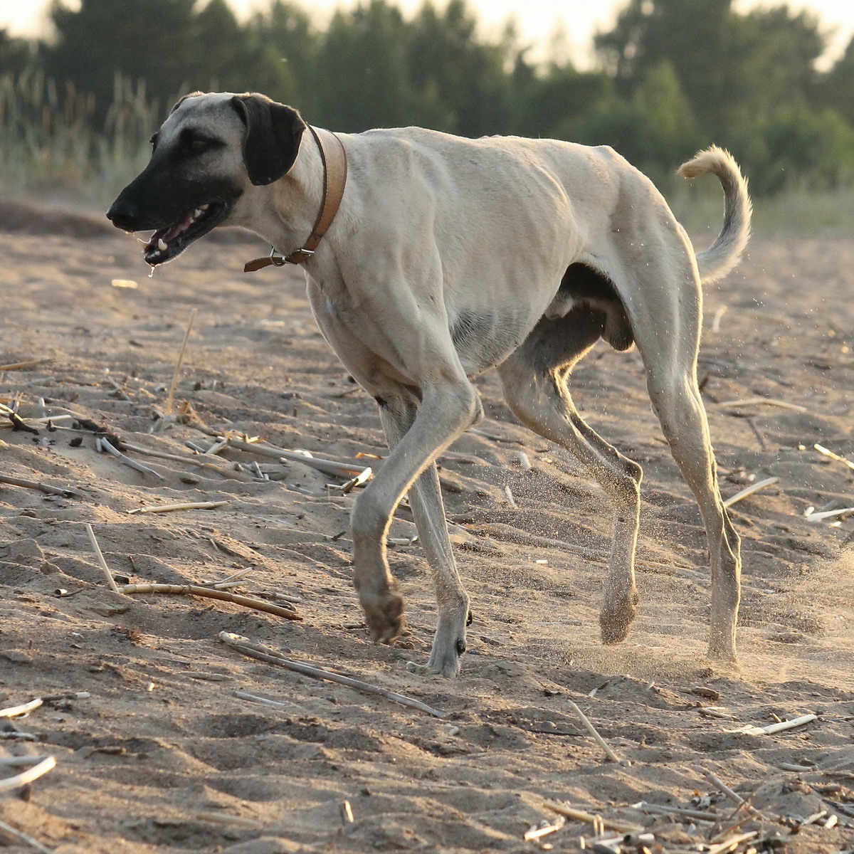 Chart arabski Sloughi - pielęgnacja