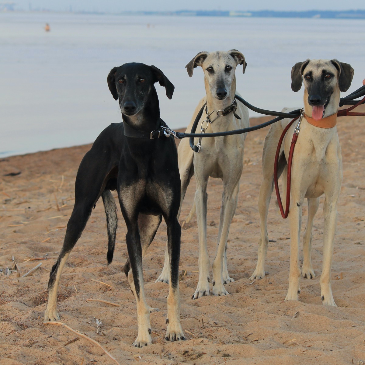 Chart arabski Sloughi - umaszczenie