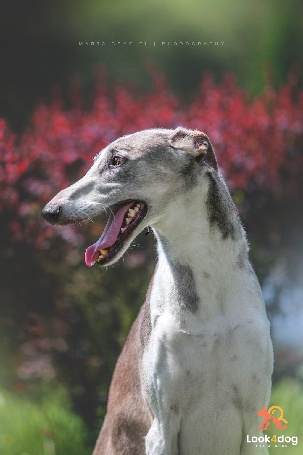 Chart polski - umaszczenie