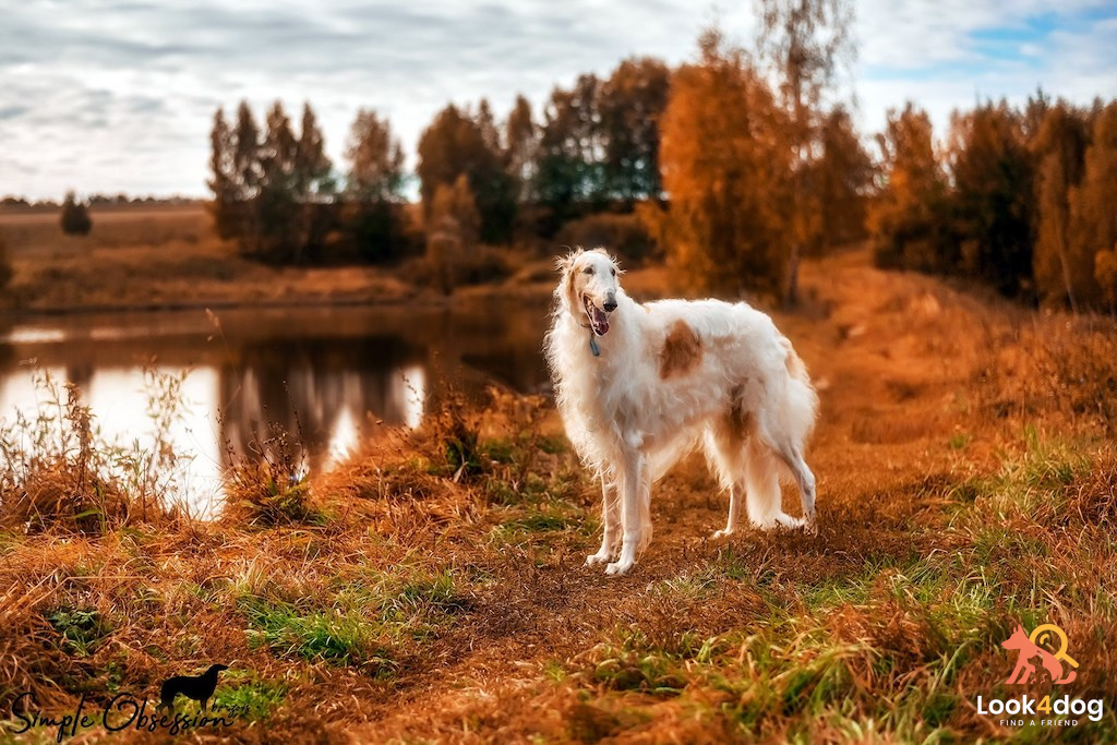 Chart rosyjski borzoj - charakter
