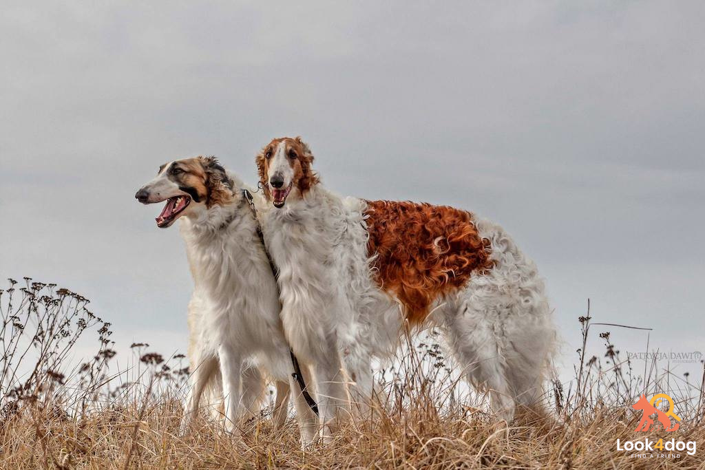 Chart rosyjski borzoj - pielęgnacja