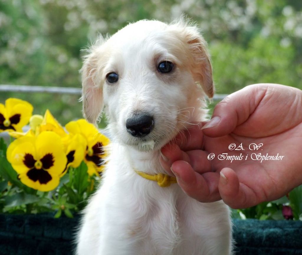 Chart rosyjski borzoj - szczeniaczki