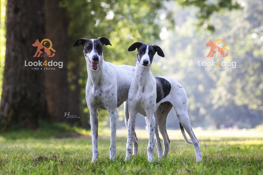 Chart węgierski - charakter