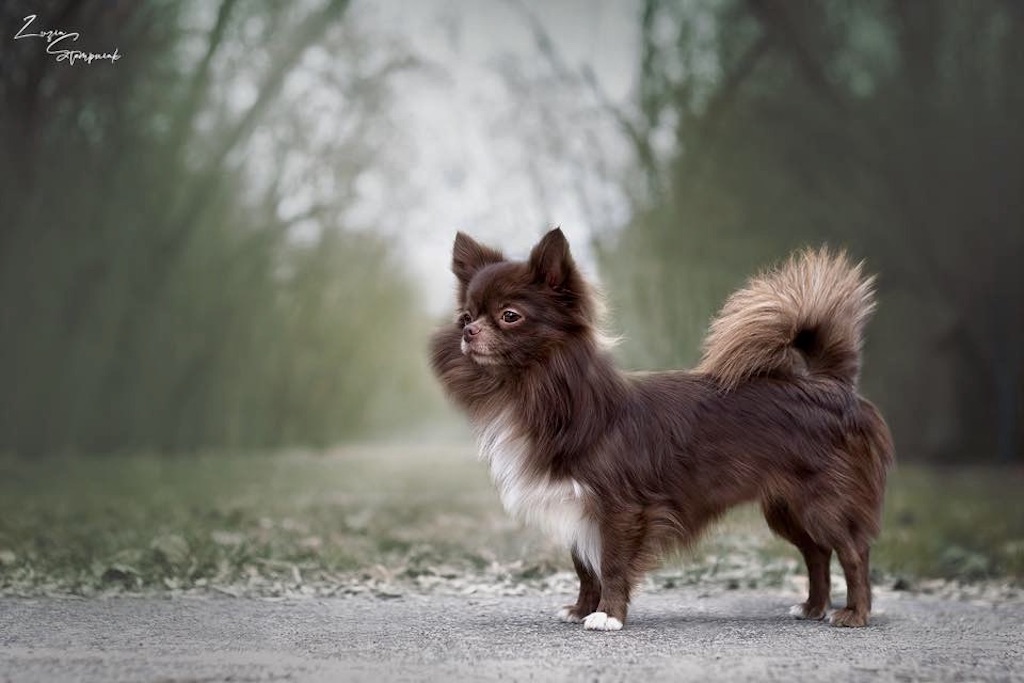 Chihuahua długowłosy