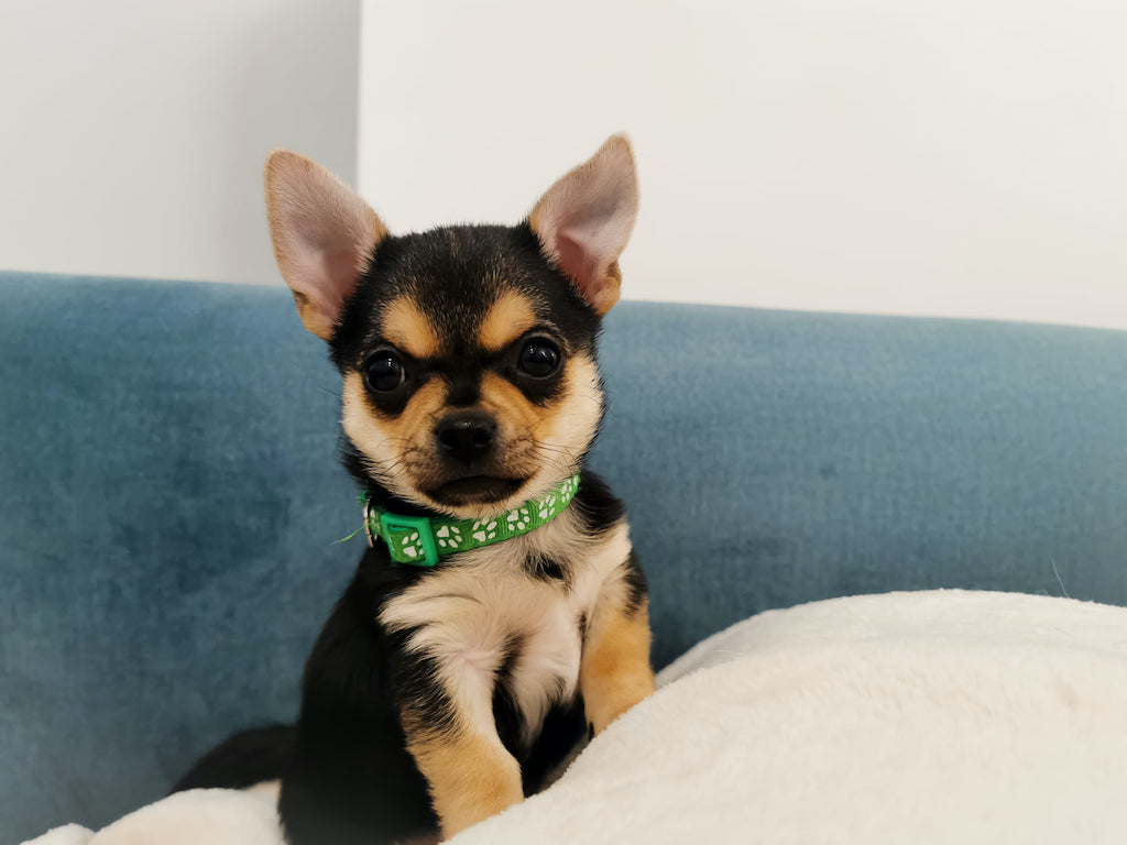 Chihuahua krótkowłosy