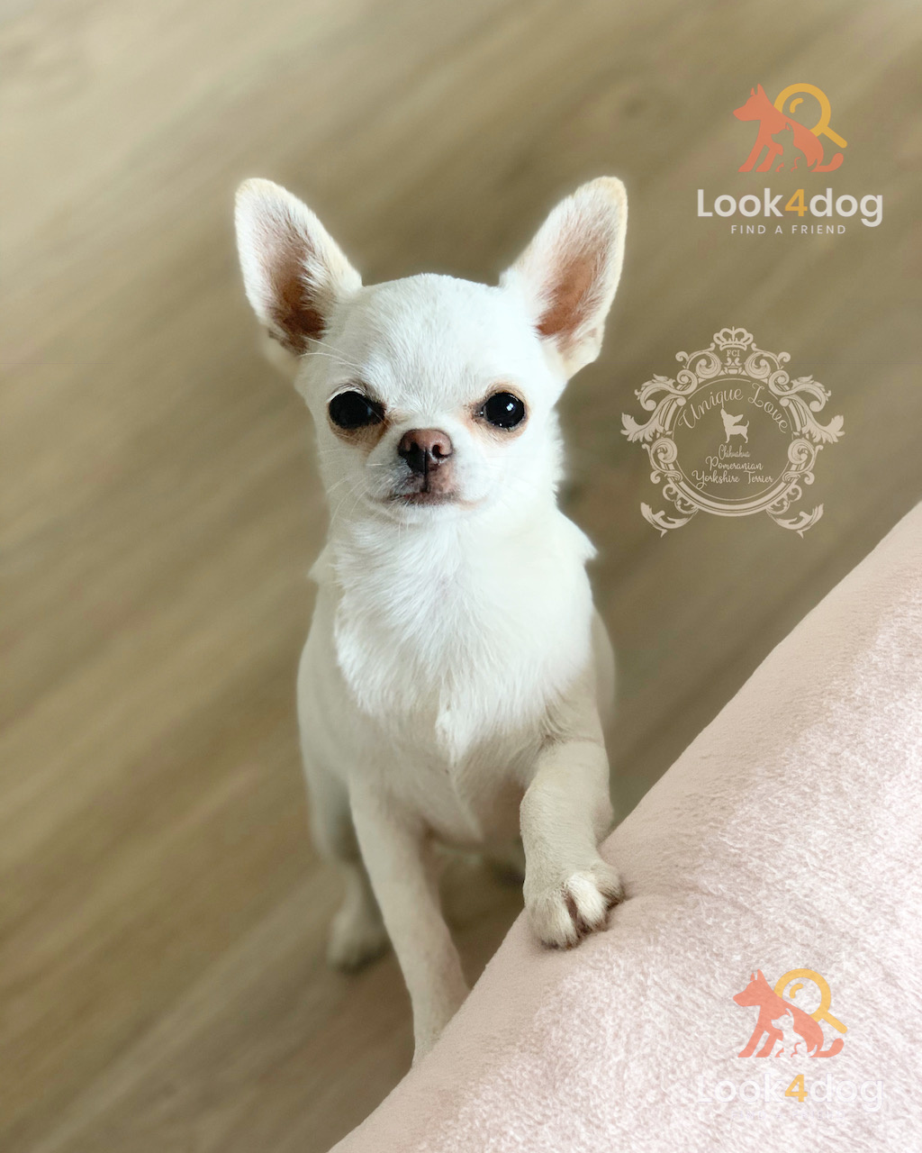 Chihuahua krótkowłosy - charakter