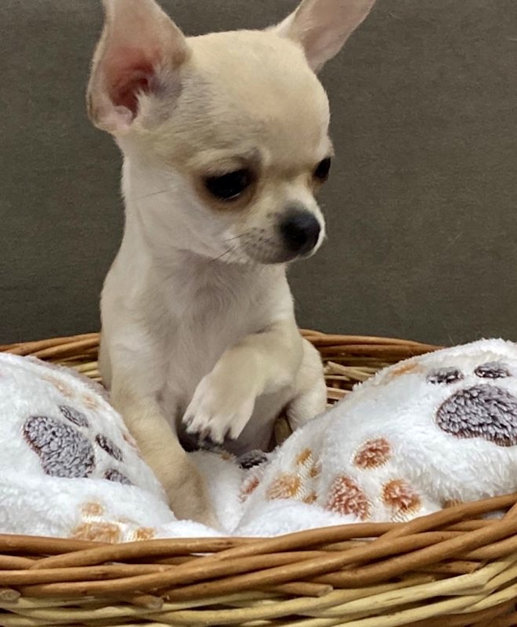 Chihuahua krótkowłosy - dostępne szczenięta