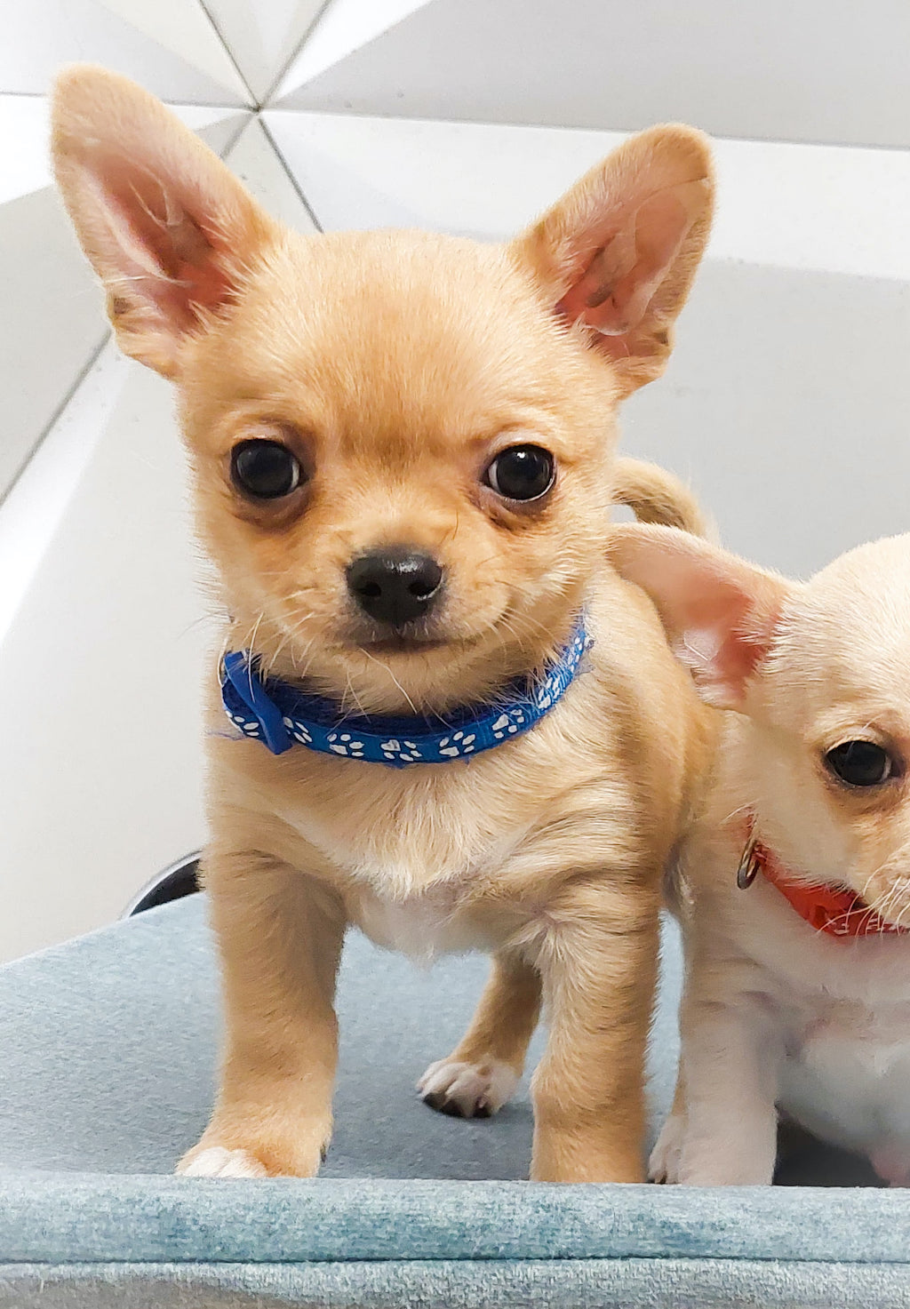 Chihuahua krótkowłosy - hodowla