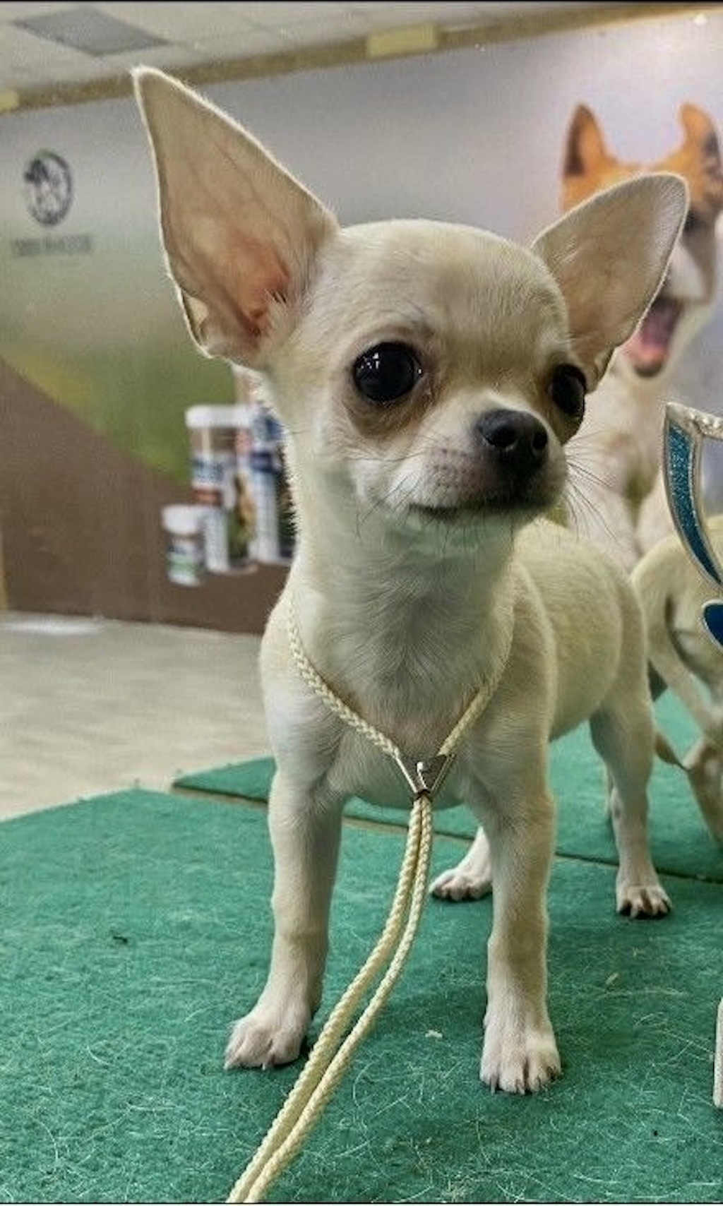 Chihuahua krótkowłosy - hodowla