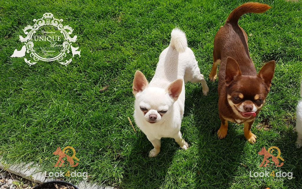 Chihuahua krótkowłosy - pielęgnacja