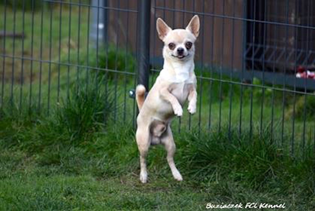 Chihuahua krótkowłosy - pielęgnacja