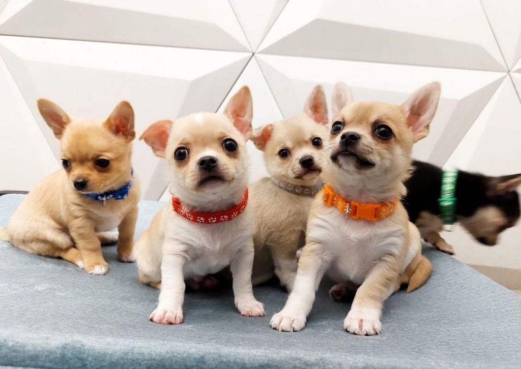 Chihuahua krótkowłosy - szczeniaki