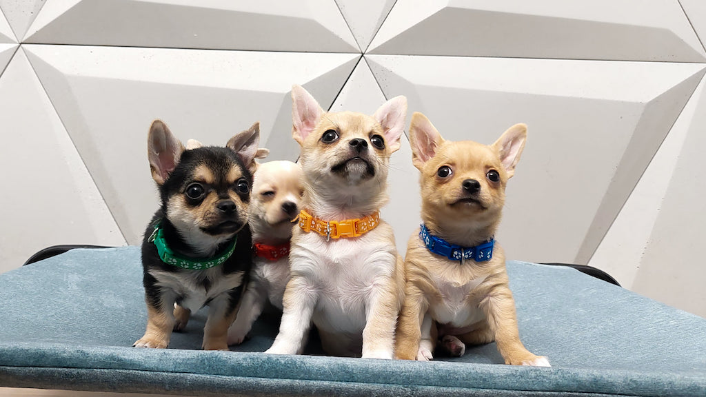 Chihuahua kr&oacute;tkowłosy -&nbsp;szczeniaki