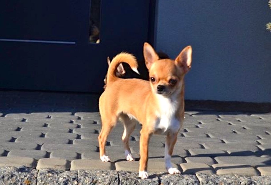 Chihuahua krótkowłosy - umaszczenie