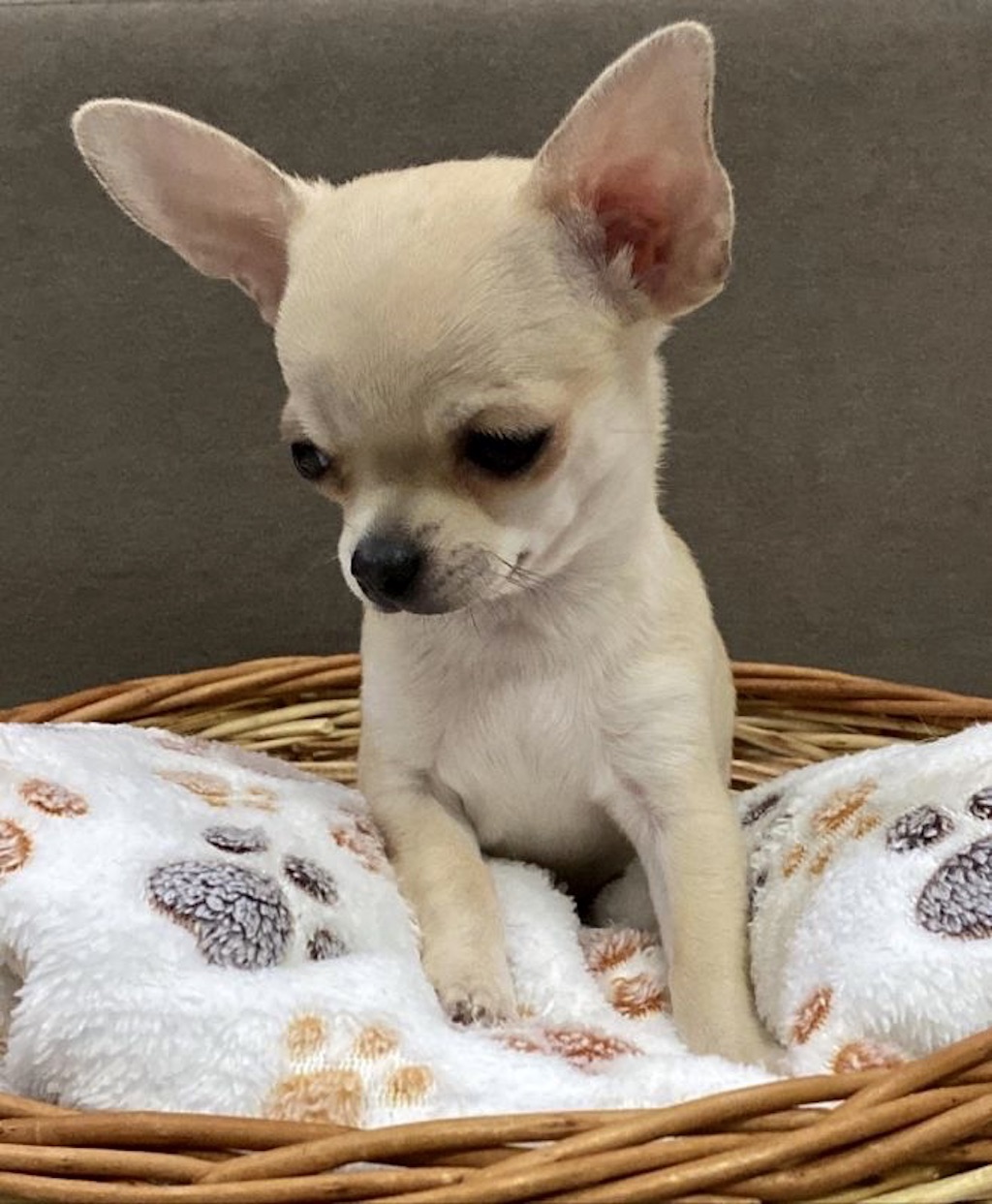 Chihuahua krótkowłosy