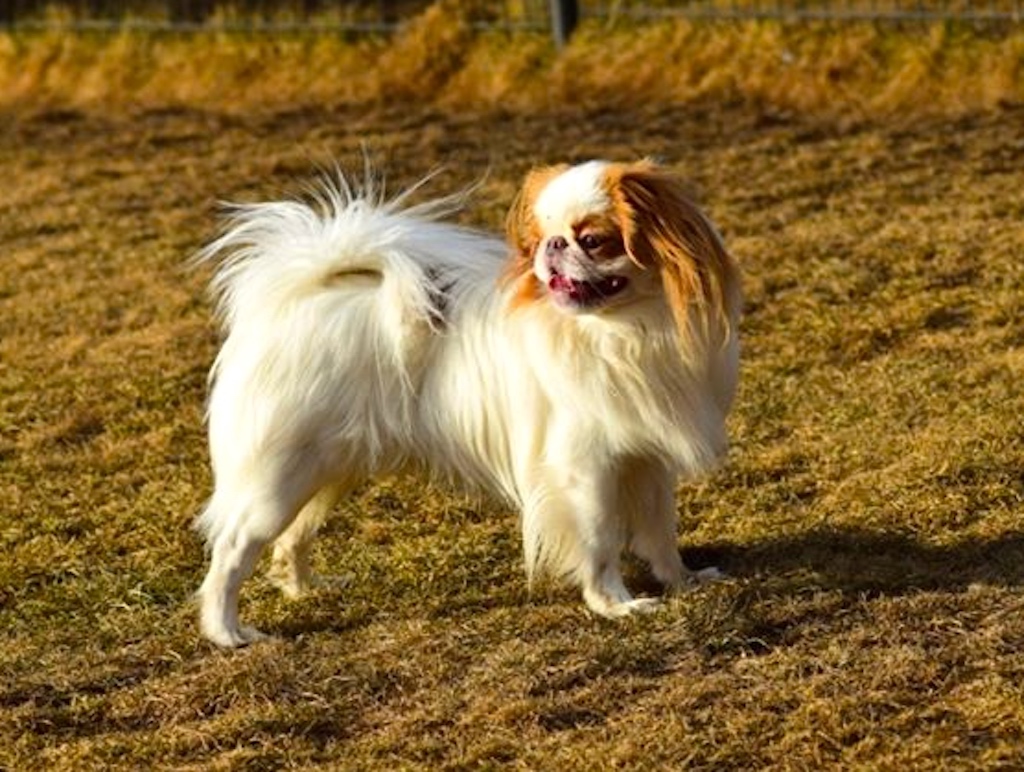 Chin japoński - charakter