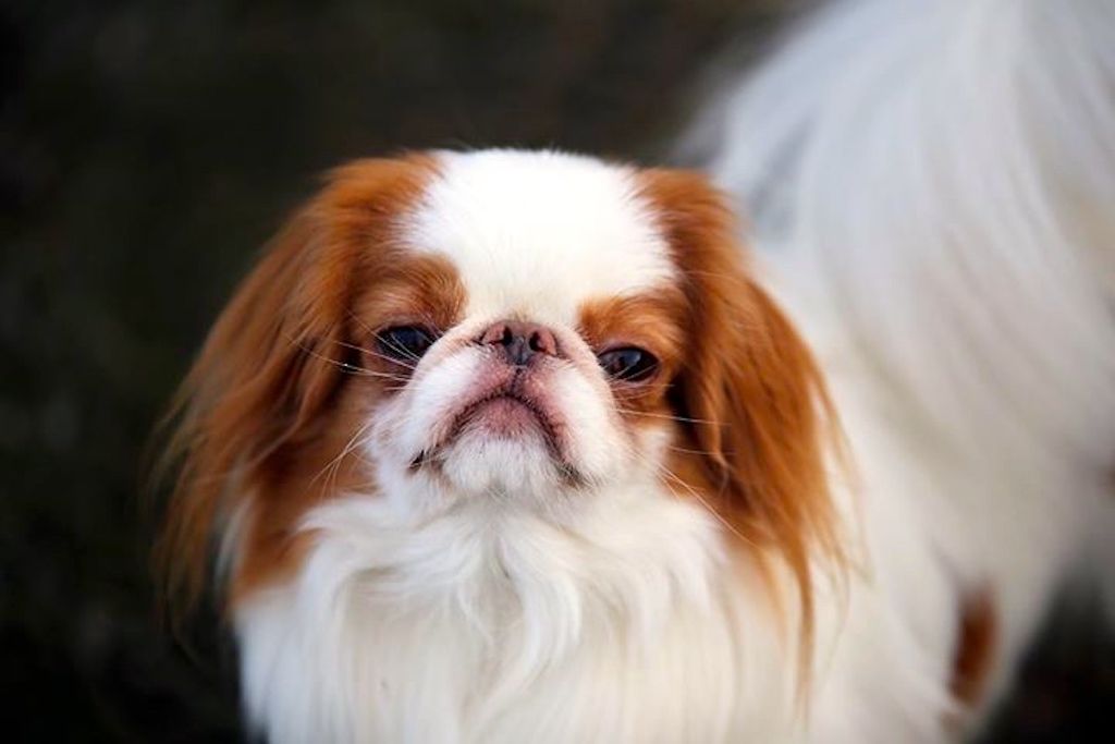 Chin japoński - umaszczenie