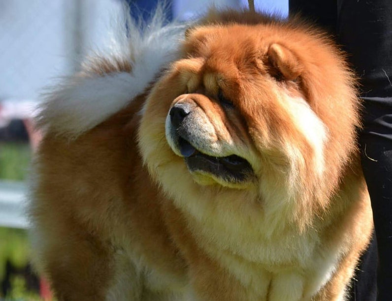 Chow chow - pielęgnacja