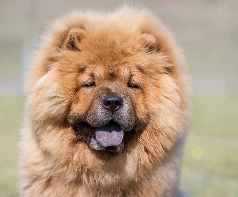 Chow chow - umaszczenie