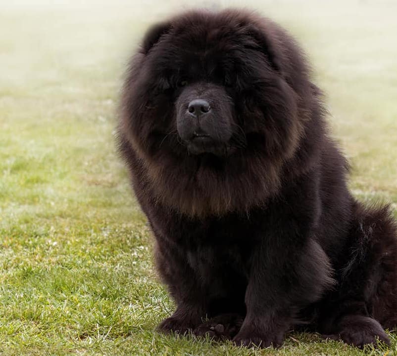 Chow chow - żywienie