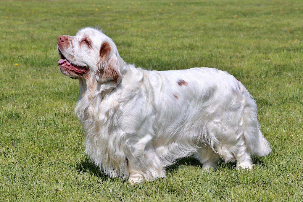 Clumber spaniel - charakter