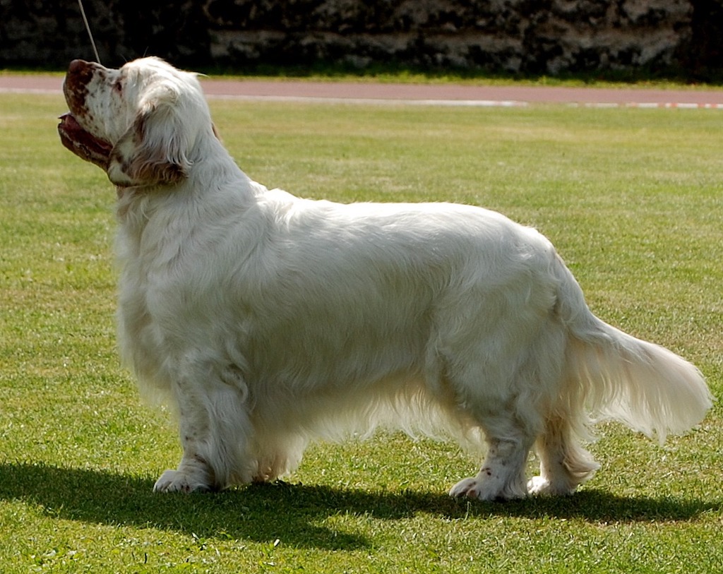 Clumber spaniel - choroby