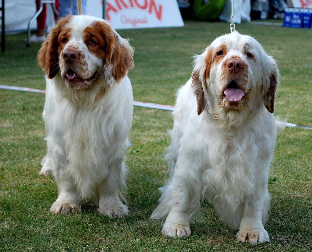 Clumber spaniel - pielęgnacja