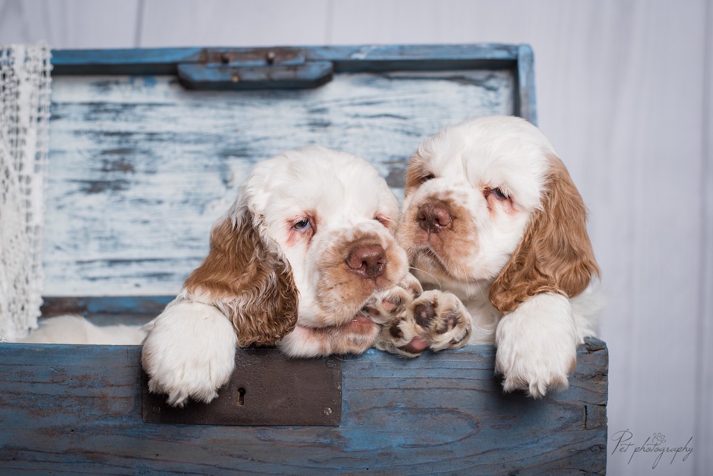 Clumber spaniel - żywienie