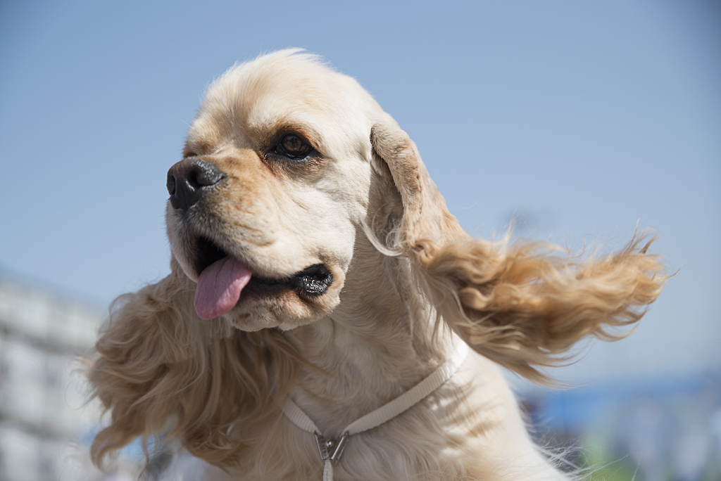 Cocker spaniel amerykański - charakter