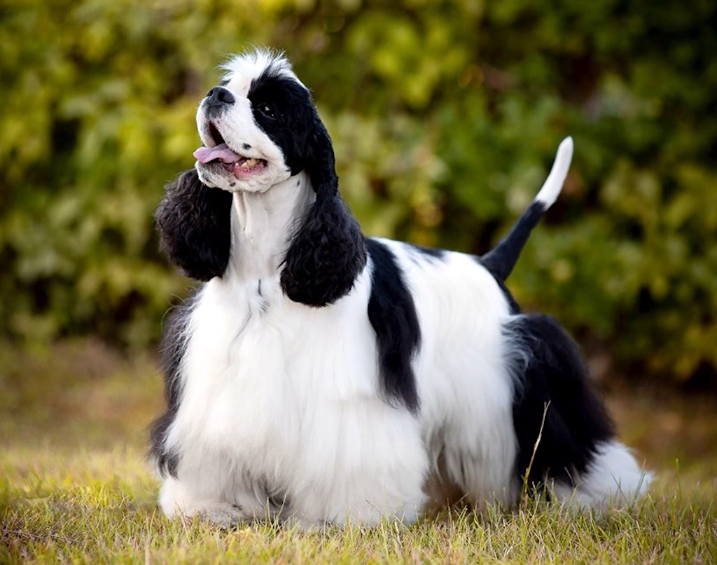 Cocker spaniel amerykański - umaszczenie