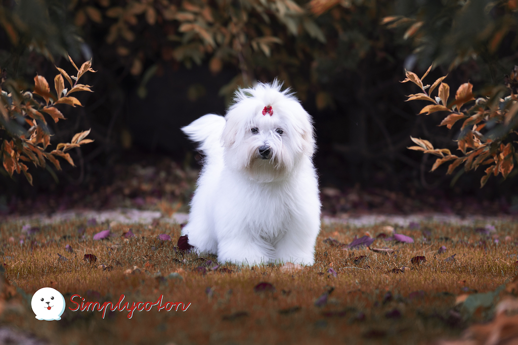 Coton de Tulear - charakter