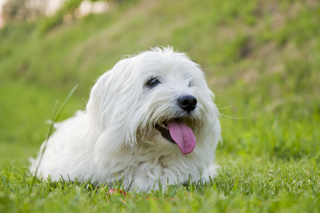 Coton de Tulear - charakter