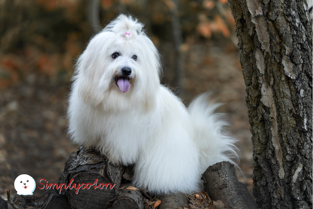Coton de Tulear - choroby