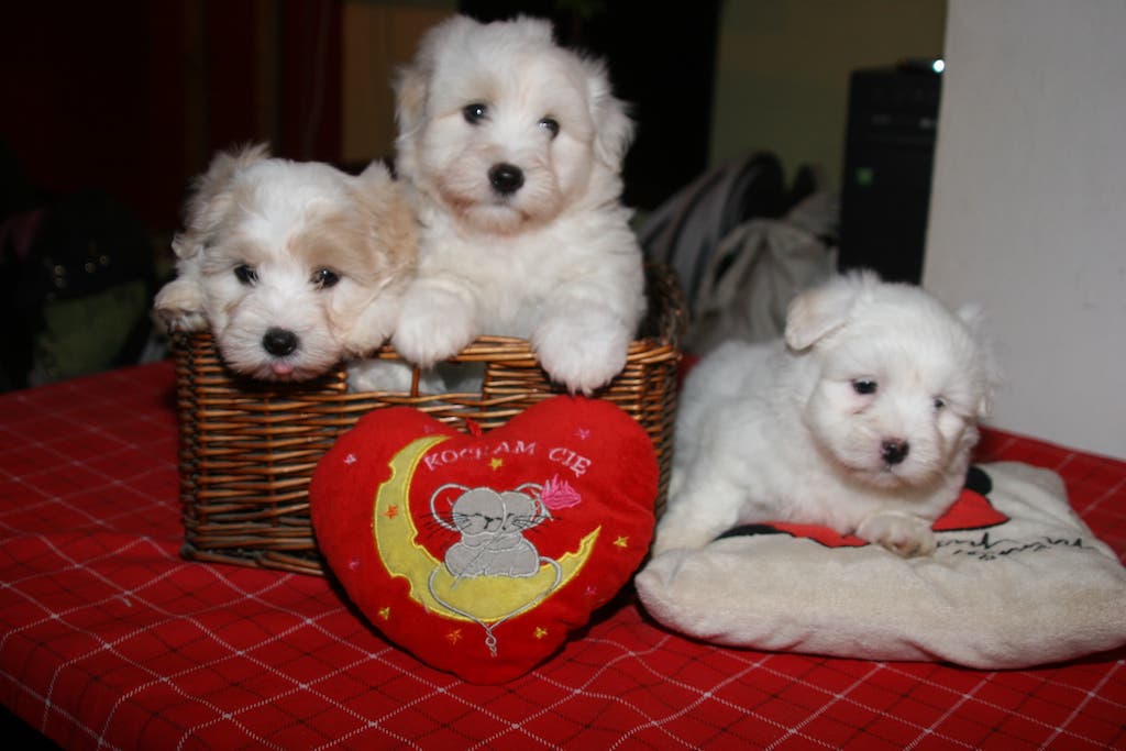 Coton de Tulear - hodowla