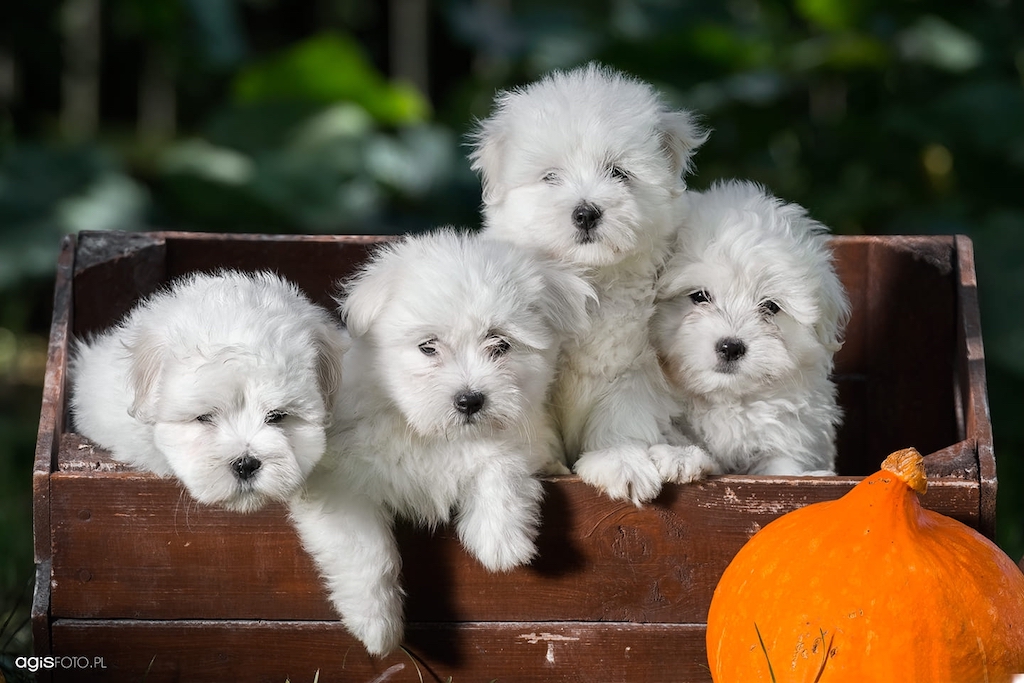 Coton de Tulear - pielęgnacja