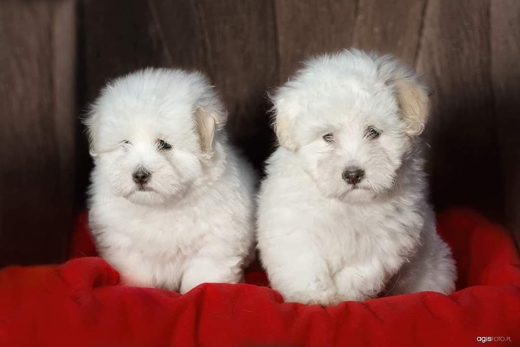 Coton de Tulear - szczeniaki