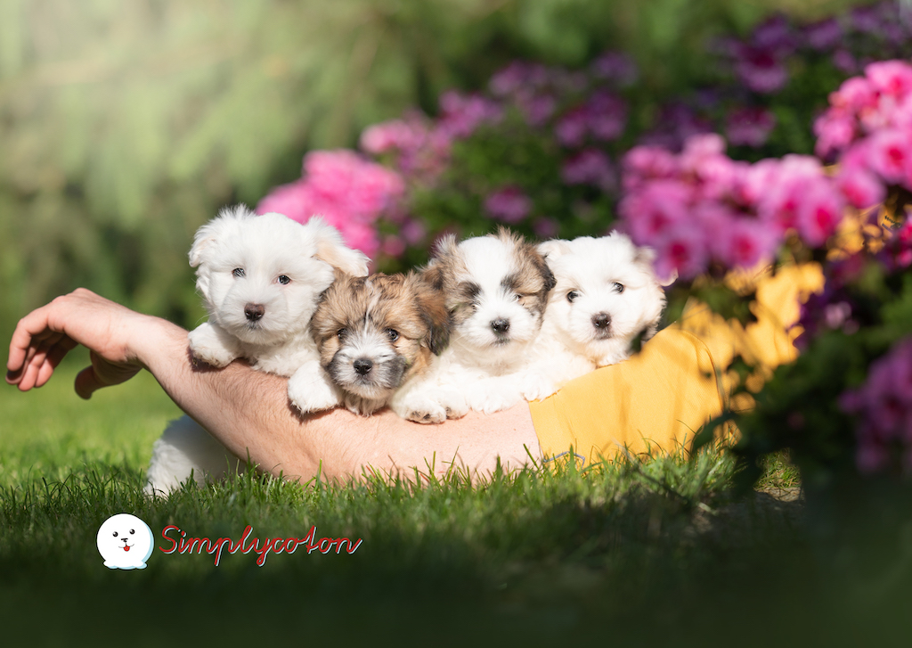 Coton de Tulear - umaszczenie