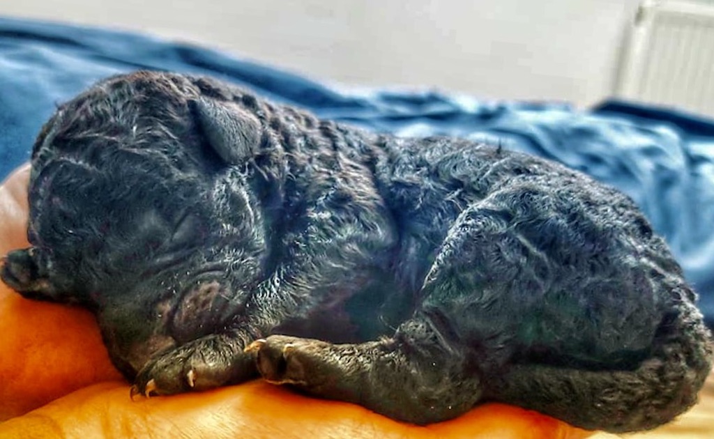 Curly Coated Retriever - hodowla